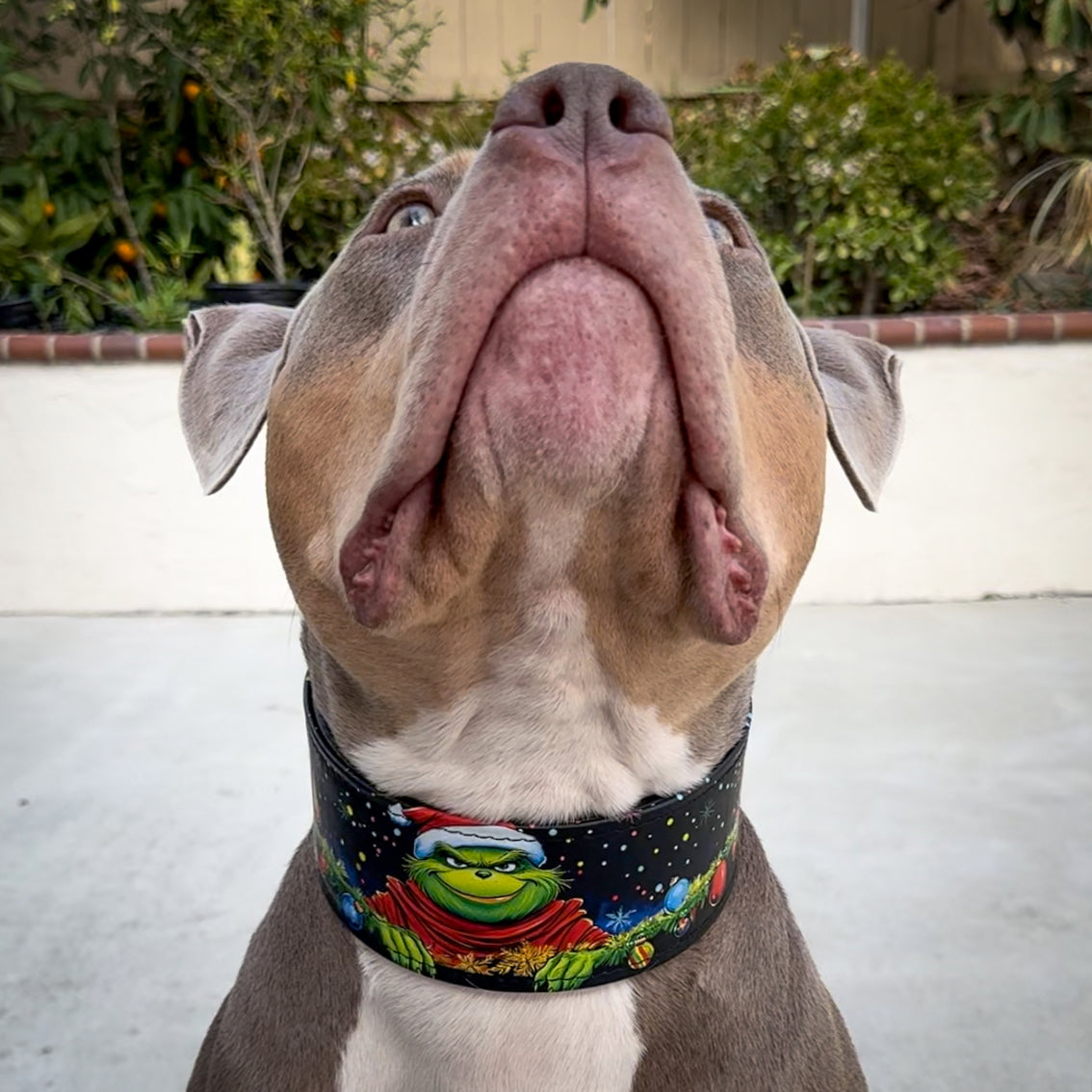 The Grinch Limited Edition Collar